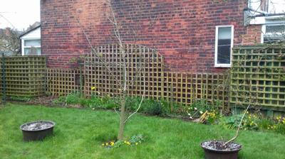 Garden fencing and trellis