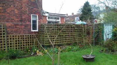 Garden trellis and fencing